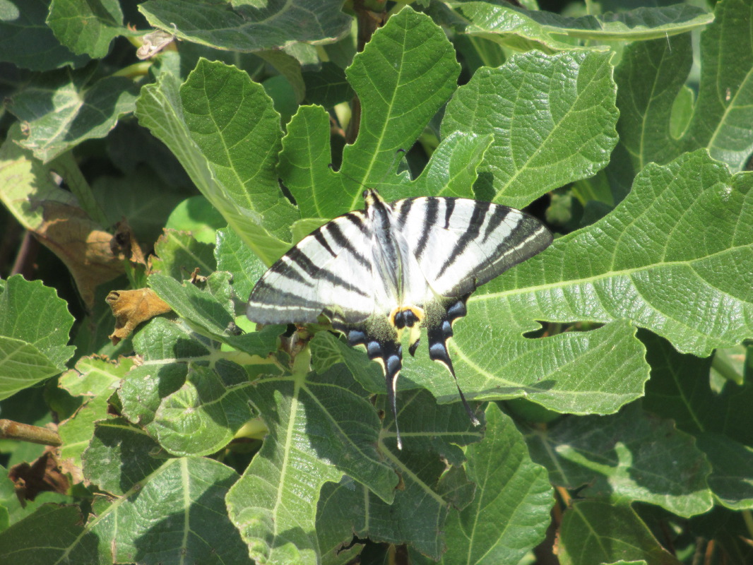 samos-17-07-nikoloudes-012