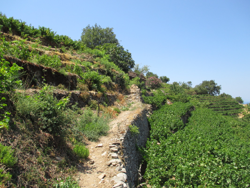 samos-22-07-vourliotes-037