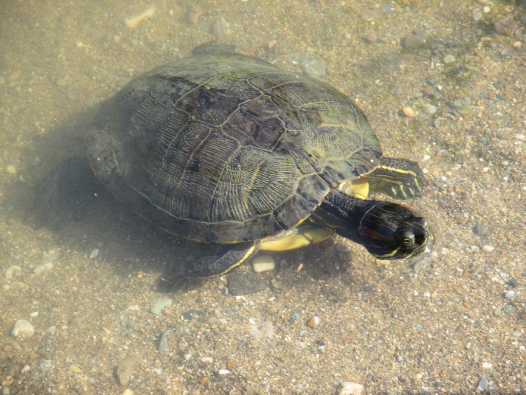 samos-28-07-irion-016