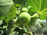 samos-19-07-pagondas-009