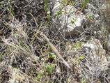 samos-20-07-eupalinos-011