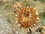 samos-20-07-eupalinos-013