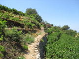 samos-22-07-vourliotes-037