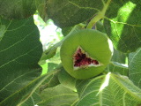 samos-28-07-irion-054